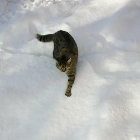 Il Boschetto Frühstückspension Calestano