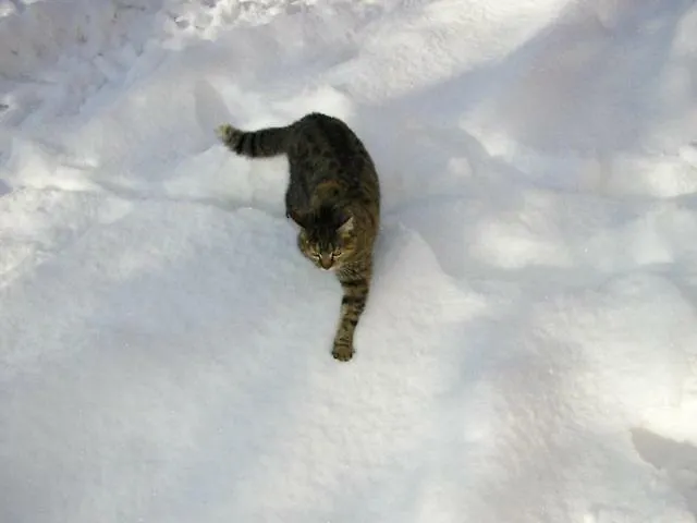 Il Boschetto לינה וארוחת בוקר Calestano