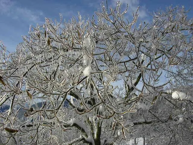 לינה וארוחת בוקר Il Boschetto 3*